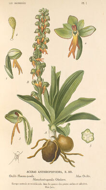 Orchis anthropophora plate