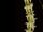Dendrochilum stenophyllum