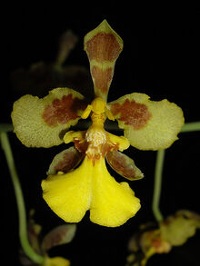 Oncidium cajamarcae