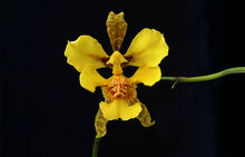 Oncidium chrysopteranthum