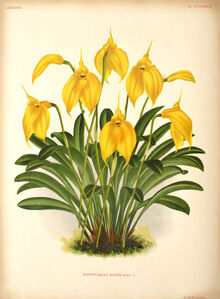 Masdevallia davisii plate