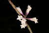 Dendrobium lawesii bicolor white pink