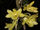 Dendrobium ionopus