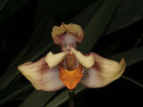 Maxillaria elegantula