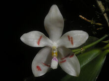 Phalaenopsis tetraspis