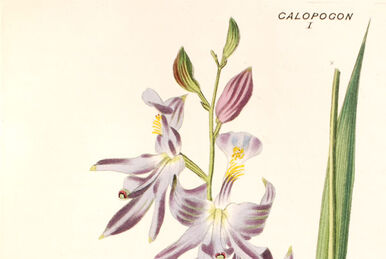 Calopogon multiflorus - Wikipedia
