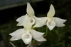 Dendrobium parishii alba.jpg