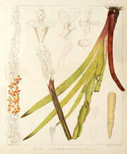 Disa chrysostachya print