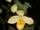 Cypripedium molle