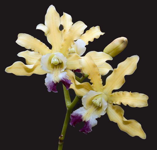 Myrmecophila thomsoniana | Orchids Wiki | Fandom