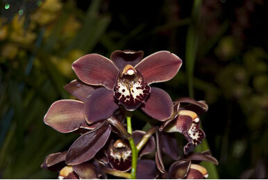 Cymbidium Eastern Promise, Orchids Wiki
