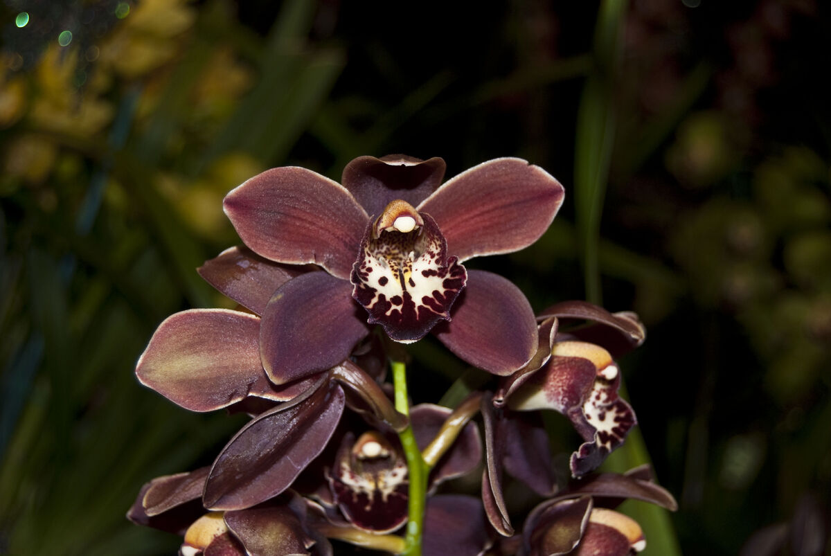 Cymbidium Cracker Jack Orchids Wiki Fandom 