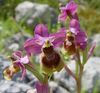 Ophrys tenthredinifera3