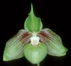 Paphiopedilum jackii