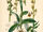 Ophrys lutea plate.jpg
