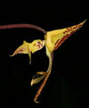 Gongora rufescens.jpg