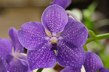 Vanda Manuvadee