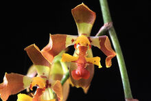 Oncidium riograndense