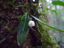 Phalaenopsis mysorensis.jpg