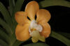 Vanda denisoniana 2