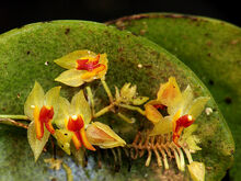 Lepanthes droseroides