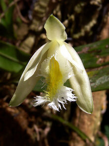 Sobralia fragrans