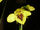 Diuris fucosa