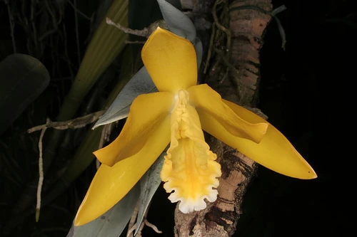 Prosthechea citrina | Orchids Wiki | Fandom