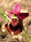 Ophrys tenthredinifera Mallorca 2