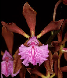 Encyclia phoenicea