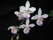 Phalaenopsis lindenii toapel