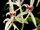 Cymbidium lancifolium