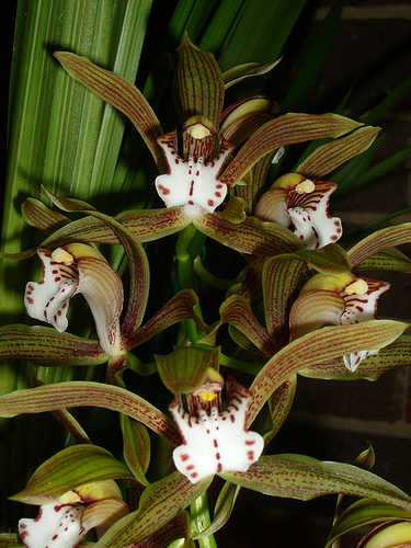 Cymbidium Eastern Promise, Orchids Wiki