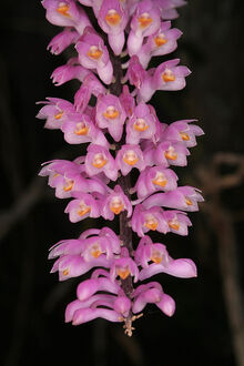 Dendrobium secundum