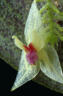 Lepanthes larvina