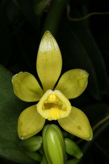 Vanilla planifolia