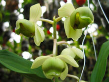 Catasetum albovirens