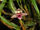 Maxillaria costaricensis