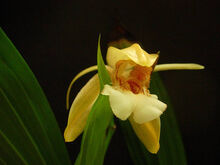 Coelogyne speciosa