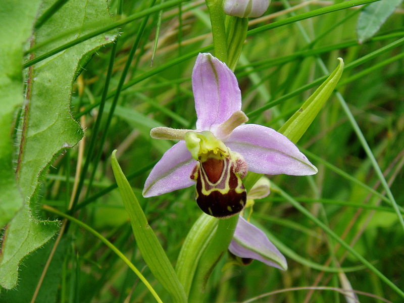 Orchidaceae - Wikipedia