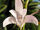 Dendrobium Specio-kingianum