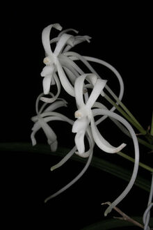 Neofinetia falcata