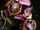 Ophrys × heraultii