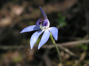 Cyanicula caerulea