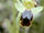 Ophrys fusca pallida.jpg