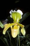 Paph insigne yellow