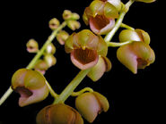 Catasetum gergoldii male