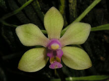 Phalaenopsis honghenensis