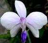 Phalaenopsis lowii coerulea.jpg