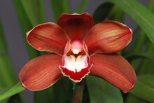 Cymbidium Pepper's Fire 'Riot of 92'